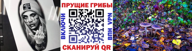 как найти наркотики  Калининск  Галлюциногенные грибы Psilocybine cubensis 